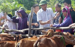 Tặng 370 con bò cho các hộ khó khăn