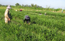 Thấy lãi trăm triệu, nông dân ồ ạt đốn quýt để trồng gừng