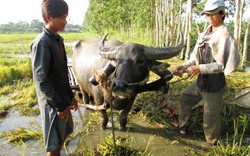 Nhớ nghề trâu “cộ” lúa ở miền Tây