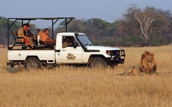 Zimbabwe: Hướng dẫn viên du lịch bị sư tử sát hại