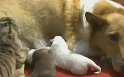 Kỳ lạ hổ con bú chó mẹ ở Trung Quốc