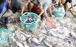 Tỷ phú cá tra xứ cù lao Tân Phong