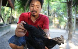 Hành trình đưa giống gà đắt nhất thế giới về Việt Nam