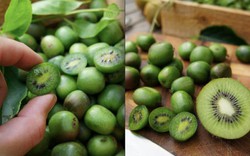 Ngắm "em bé" kiwi tí hon khiến các bà nội trợ mê tít