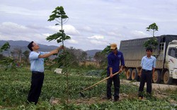 Chuyển 50.000ha rừng nghèo sang trồng cao su: Xử lý ngay doanh nghiệp vi phạm!