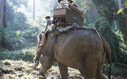 Thái Lan: Quật chết quản tượng, voi cõng du khách vào rừng