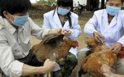 Lào Cai: Xuất hiện cúm A/H5N6  trên đàn gia cầm