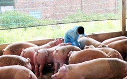 Phát hiện nhiều vụ dùng chất cấm tăng trọng lợn