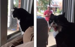 Clip mèo la hét "phản đối" chủ dắt chó về nuôi