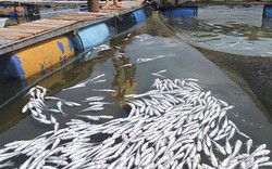 Cá chết trắng bè, người nuôi cá đem đổ trước nhà máy
