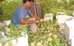 Bón phân Văn Điển  cho cây na dai tại Quảng Ninh