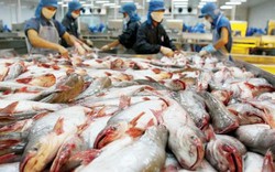 Giá cá tra xấp xỉ giá thành sản xuất