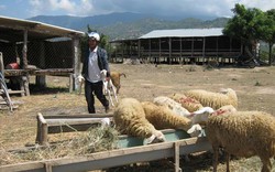 Thoát cảnh “ăn sáng lo trưa”, khấm khá hơn nhờ... cừu