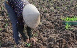 Nông dân Đông Nam Bộ tranh thủ thời tiết có mưa để xuống giống ngô