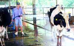 Nông dân nuôi bò sữa thua lỗ, phá sản là thực trạng khó tránh khỏi
