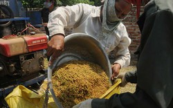 Thâm canh cây lúa và đa dạng hóa sản phẩm
