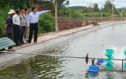 Lão nông làm gì cũng...lãi lớn