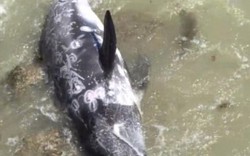 Video: Cá heo đập mình vào đá để thoát khỏi sự đánh bắt