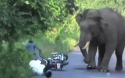 Video: Đi xe máy qua đường rừng, suýt bị voi giẫm chết