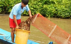 Về Cà Mau theo chân người đánh bắt “lộc trời”