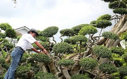 Đại gia Tây Ninh rao bán vườn kiểng “khủng” 170 tỷ đồng