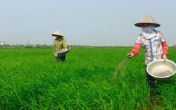 NPK-S Lâm Thao được ưa chuộng ở quê lúa