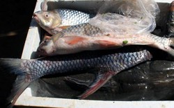 Cá Anh Vũ Campuchia ươn thối về Việt Nam làm đặc sản