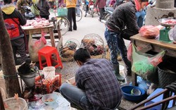 Phát hiện chủng virus cúm A/H5N1 có độc lực cao tại 3 tỉnh