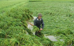 Mưa giảm, nông dân ĐBSCL không lo lúa gãy đổ
