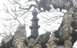 Ngắm cây đại cổ 700 trăm năm ở non thiêng Yên Tử