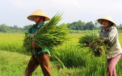 Thiếu nước, hàng trăm ha lúa không kết hạt