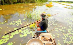 Đi săn cua đồng miền Tây mùa nước lũ