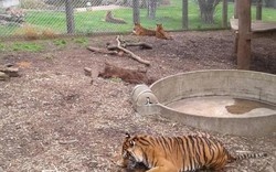 New Zealand: Hổ vồ chết nhân viên vườn thú