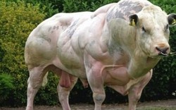 4 loài động vật "cơ bắp" nhất thế giới