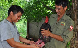 Làm sao để giống gà Đông Tảo không bị "ăn cắp" ra nước ngoài?