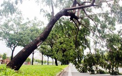 TPHCM: Gần 10 cây xanh bị quật ngã trên đại lộ triệu đô