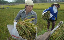 Chưa thấy lợi, nông dân chưa mê HTX