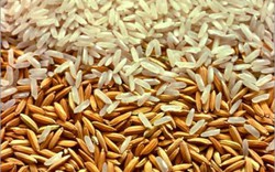 Còn nhiều thách thức với ngành lúa gạo