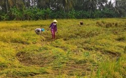 Chưa hết rầu vì giá, nông dân lại não lòng nhìn lúa ngập trong nước