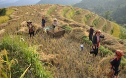 Ruộng bậc thang vào hội