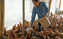 Chăn nuôi gia cầm: “Sống khỏe” với TPP?