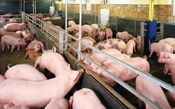 Chăn nuôi dùng chất cấm: Lãi ít, hậu quả nặng nề