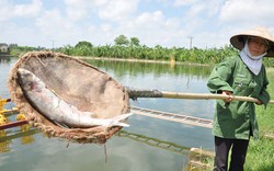 Cá nuôi chết nổi trắng ao, nông dân mất tiền tỷ