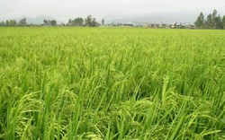 Phú Yên:  Xác định 3 giống lúa chịu mặn cao
