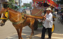 Làm dịch vụ du lịch, xe ngựa xả thải bừa bãi