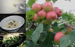 "Tuyệt chiêu" trồng táo trong chậu: Làm chơi ăn thật