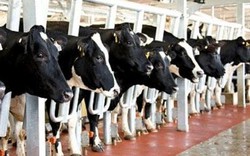 Hai đại gia hợp tác nuôi bò, chế biến sữa, trồng đậu nành