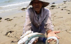 Mất bao tiền và bao lâu để làm sạch biển miền Trung?