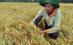 Nông nghiệp lần đầu tiên tăng trưởng âm: Nông dân đang “kiệt sức”