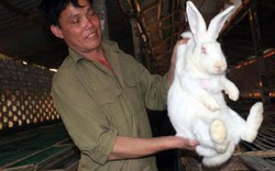 Từ tay trắng sau ra tù thành triệu phú nhờ... nuôi thỏ